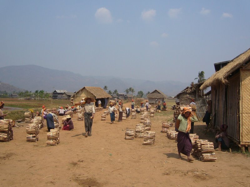 Firewood is sold here by the bundle.